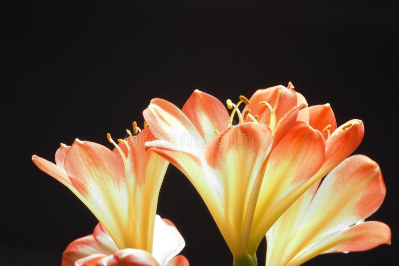 Drie oranje bloemen stock afbeeldingen