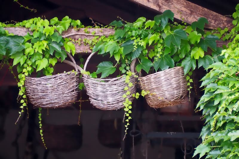 Drie oude gebruikte decoratieve ronde rieten die manden, op een houten straal met rond klimop worden gehangen stock afbeeldingen Drie oude gebruikte decoratieve ronde rieten die manden, op een houten straal met rond klimop worden gehangen stock afbeeldingen