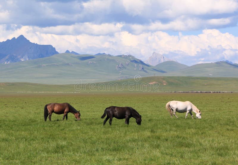 Drie paarden die gras op het groene weilandgebied eten royalty-vrije stock fotografie Drie paarden die gras op het groene weilandgebied eten royalty-vrije stock fotografie