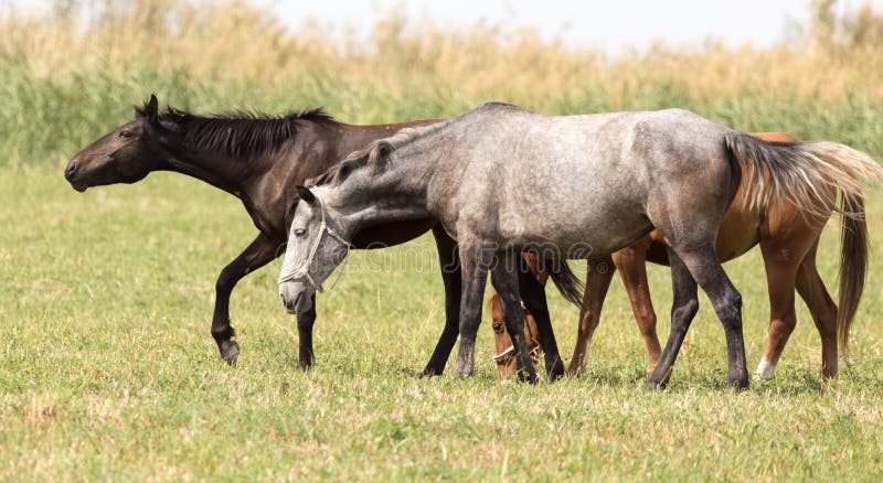 Drie paarden in een weiland in aard royalty-vrije stock afbeeldingen Drie paarden in een weiland in aard royalty-vrije stock afbeeldingen
