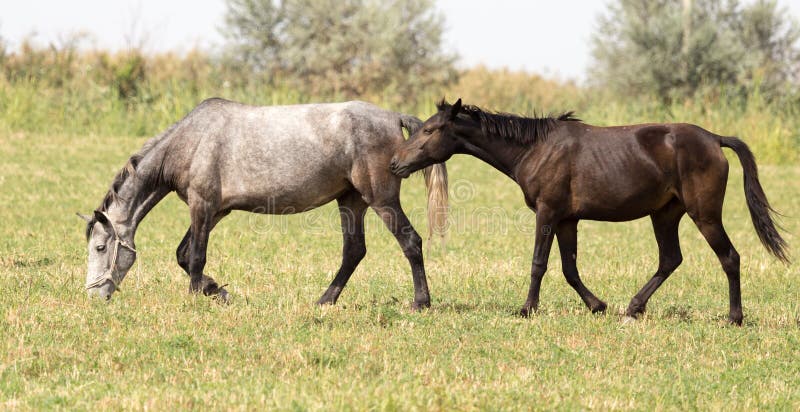 Drie paarden in een weiland in aard stock afbeelding Drie paarden in een weiland in aard stock afbeelding