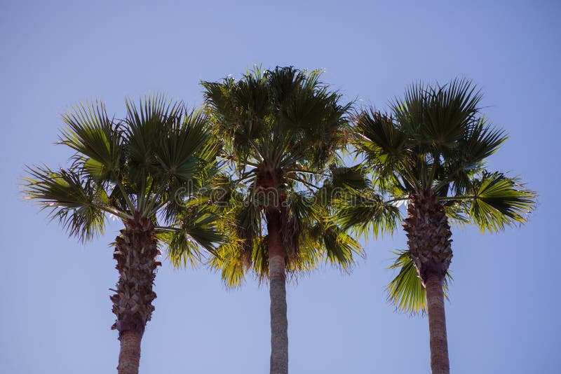 Photo taken in Santa Cruz, California, USA, of 3 palm trees close together in a row, on a beach. Photo taken in Santa Cruz, California, USA, of 3 palm trees close together in a row, on a beach