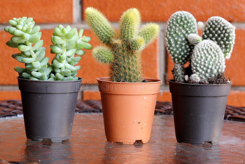 Drie Potten van Cactus royalty-vrije stock fotografie Drie Potten van Cactus royalty-vrije stock fotografie