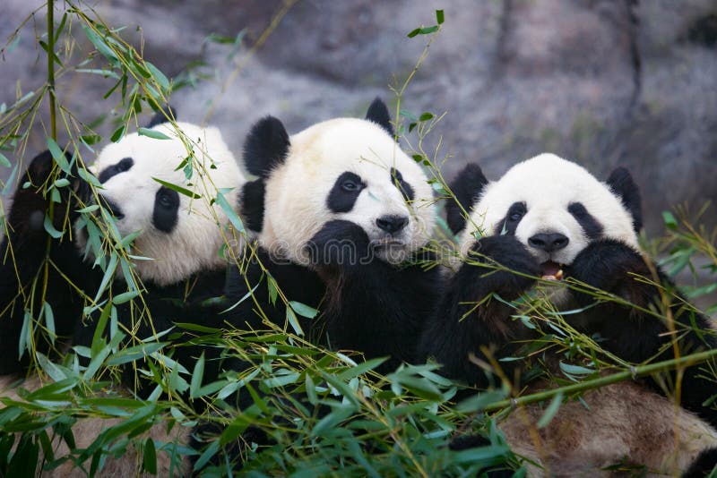 Drie reuzepanda's Drie reuzepanda's