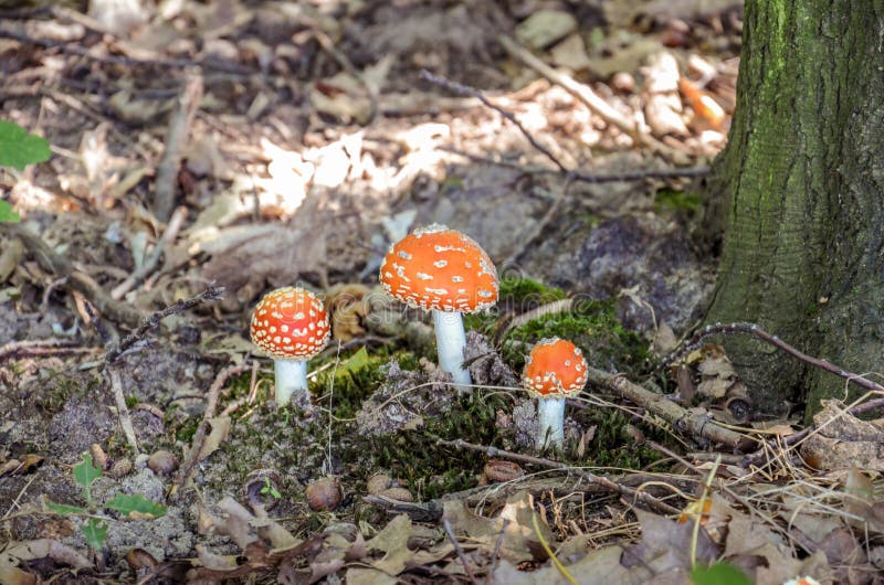 Drie rode oneetbare paddestoelen onder de boom stock foto Drie rode oneetbare paddestoelen onder de boom stock foto