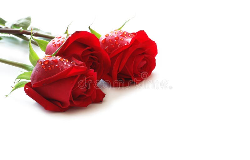 Three red roses with water drops isolated on white. Three red roses with water drops isolated on white