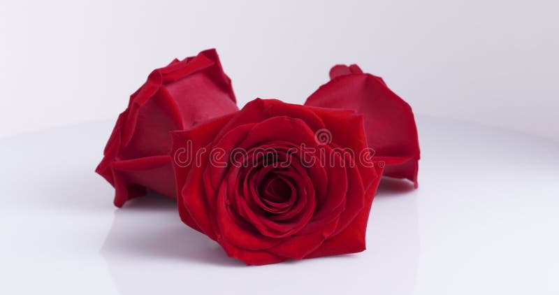 Drie rode rozen die draaien op witte achtergrond loopable stock video