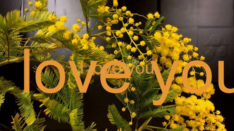 Drie rode rozen tegen een bruine achtergrond stock footage