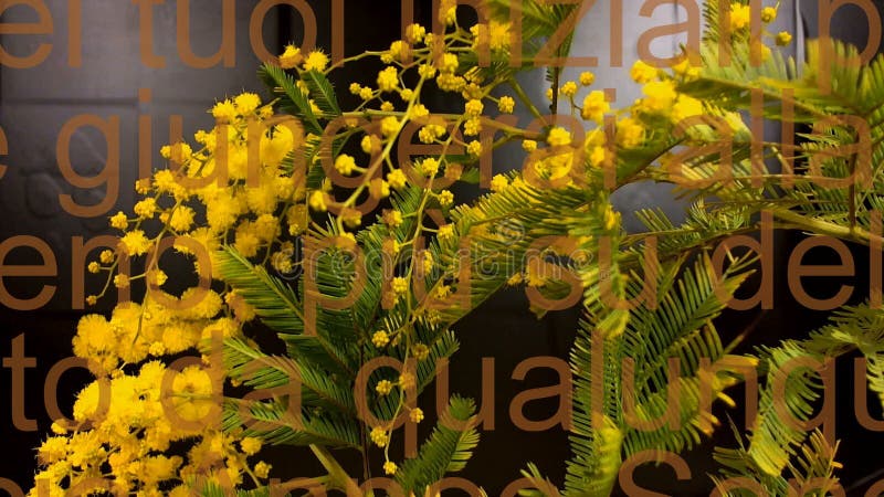 Drie rode rozen tegen een bruine achtergrond stock footage