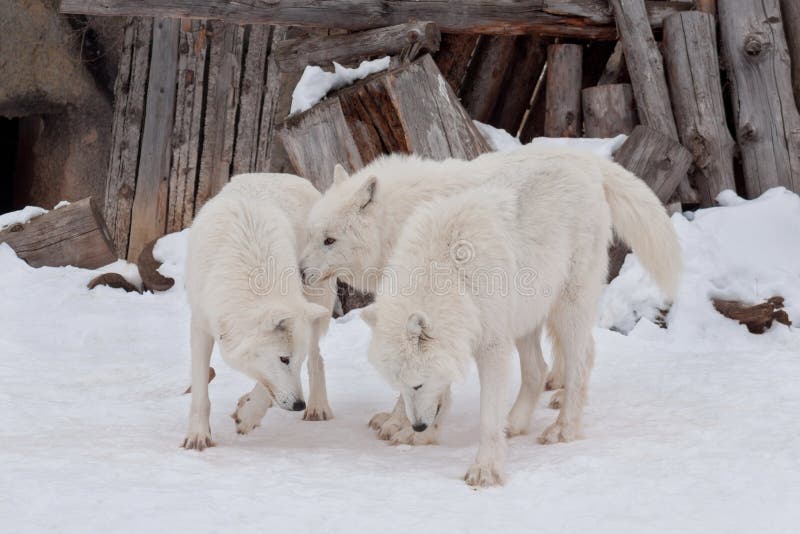 Drie wilde toendrawolven van Alaska spelen op witte sneeuw Polaire wolf of witte wolf royalty-vrije stock fotografie Drie wilde toendrawolven van Alaska spelen op witte sneeuw Polaire wolf of witte wolf royalty-vrije stock fotografie
