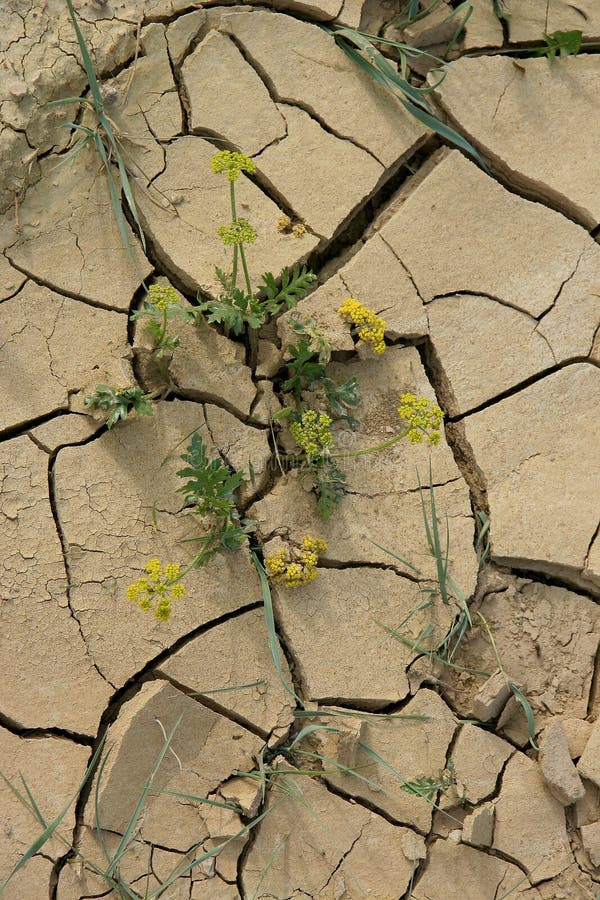 Dried Arable Land, Crop Loss Stock Image Image of desertification