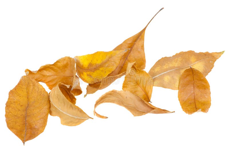 Dried leaves stock image. Image of brown, tree, white 21031351