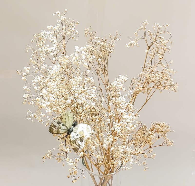 Dried Babys Breath Flowers in a Vase · Free Stock Photo