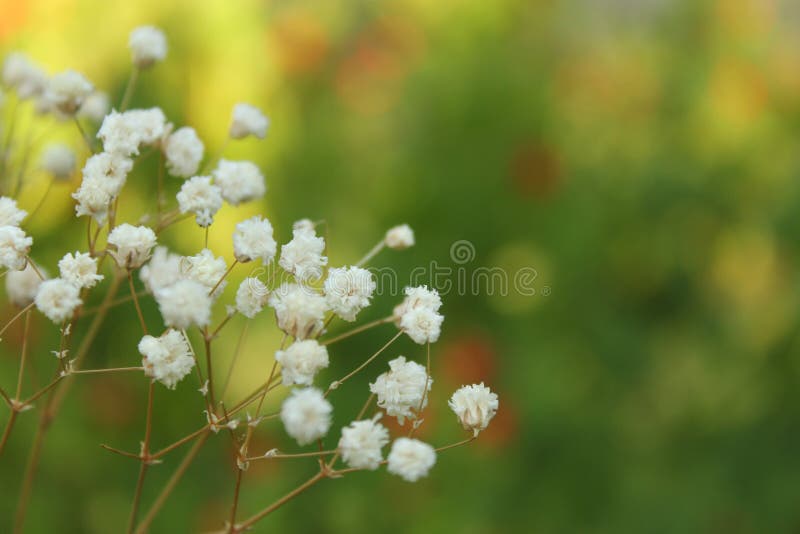 Dried Babysbreath Flowers Gypsophila Close Stock Photo by ©ArtKvitka  204366868