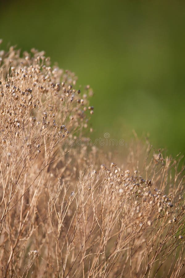 446 Dried Baby Breath Stock Photos - Free & Royalty-Free Stock