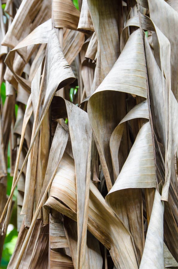 Dried banana leaf stock image. Image of element, natural 42451037