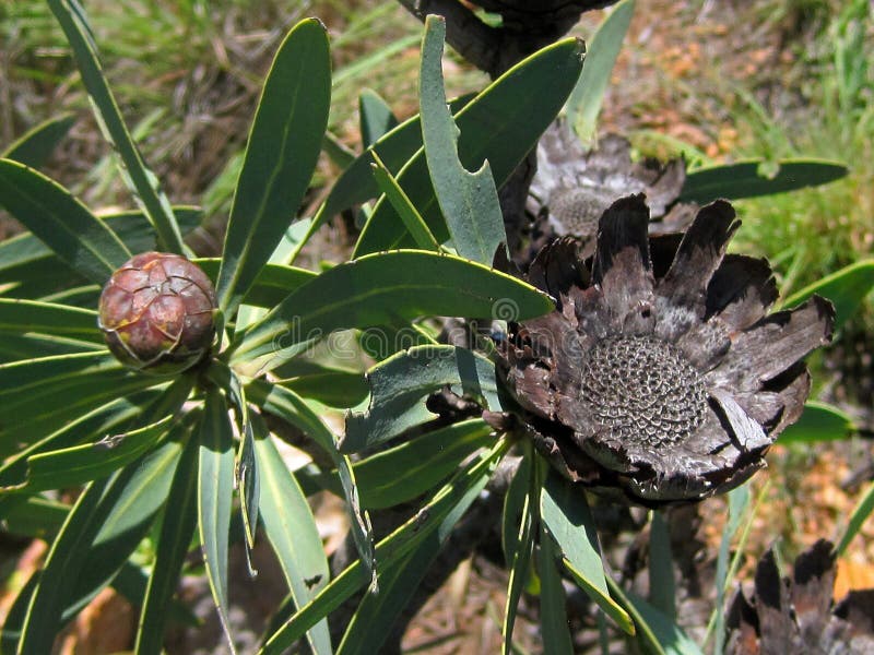 DRIED BASE of a PROTEA FLOWER Stock Photo Image of indigenous