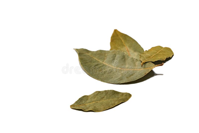 Dried Bay Leaf Isolated on a White Background Stock Photo Image of