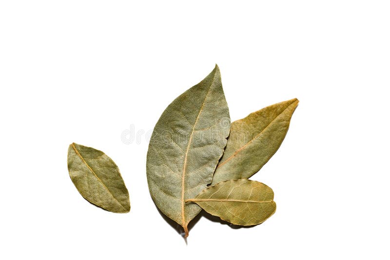 Dried Bay Leaf Isolated on a White Background Stock Photo Image of