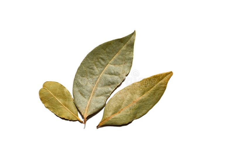 Dried Bay Leaf Isolated on a White Background Stock Photo Image of