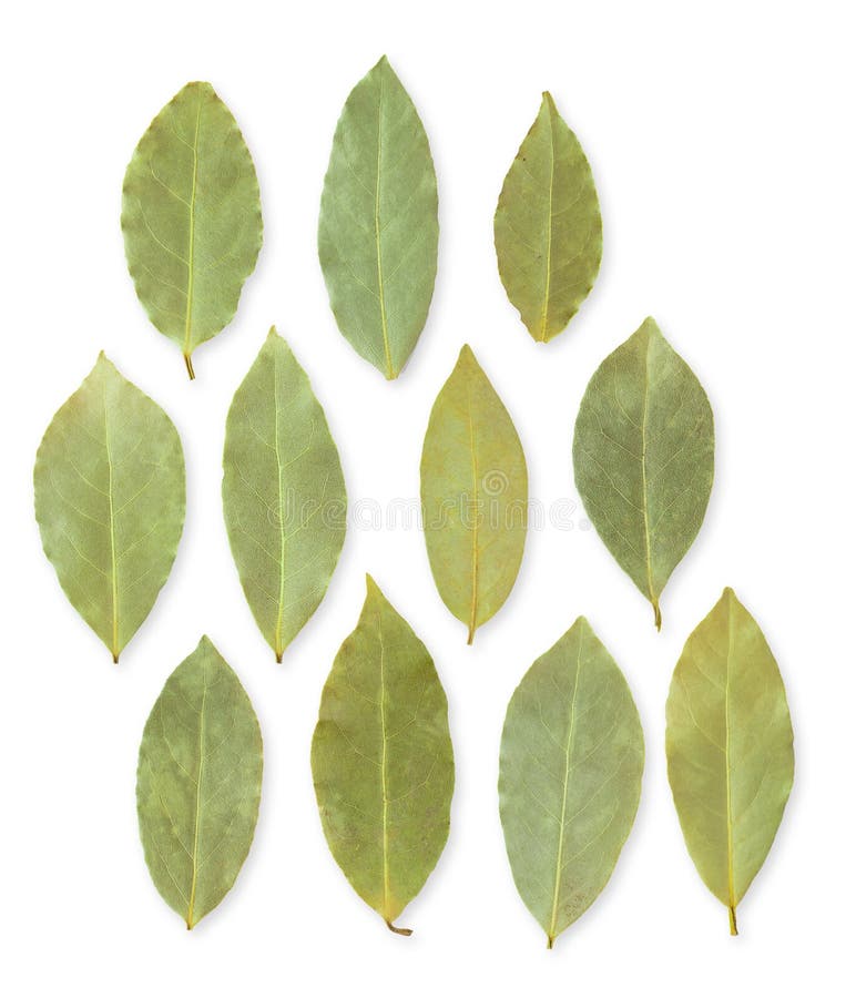 Dried Bay Leaves Isolated on White Background Stock Photo Image of