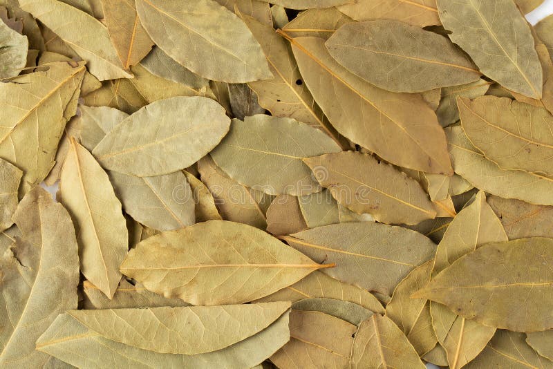 Dried Bay Leaves Isolated on White Background Stock Image Image of