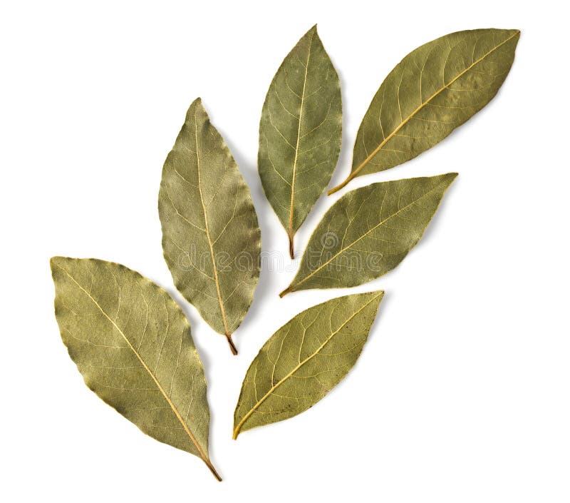 Dried bay leaves stock photo. Image of clipping, dried 67491058