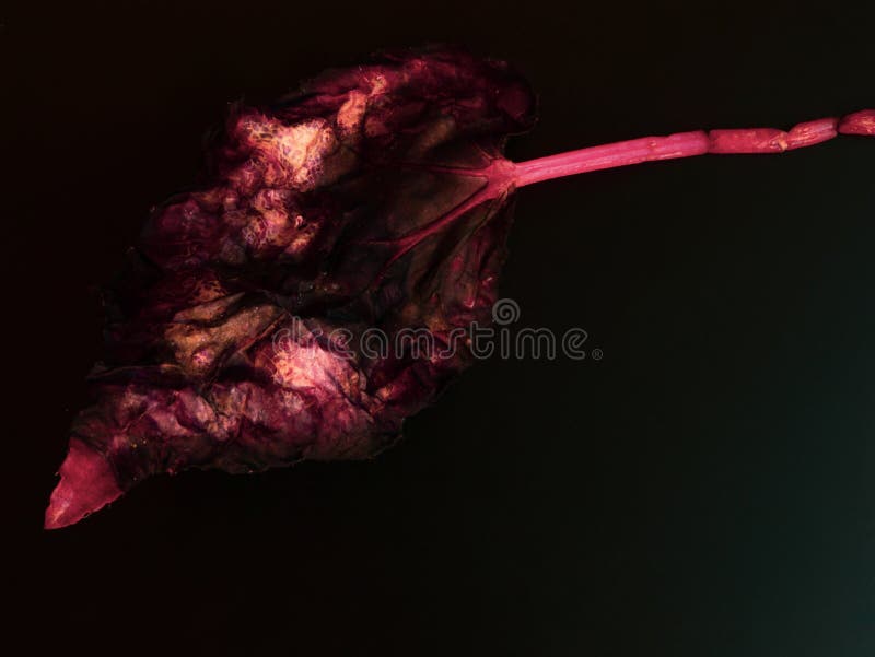 Dried begonia leaf on dark background. A single dried begonia leaf on a dark background. The leaf is not yet completely dry. The setting and lighting gives it a stock photos Dried begonia leaf on dark background. A single dried begonia leaf on a dark background. The leaf is not yet completely dry. The setting and lighting gives it a stock photos