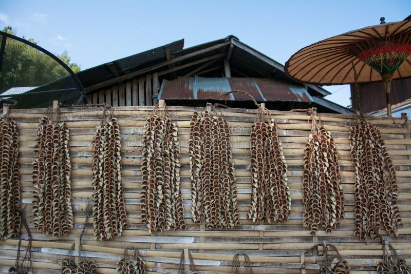 Betel Nut Hanging On Betel Palm. Stock Image - Image of nuts, natural