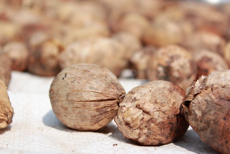 Dried Betel Nuts or Areca Nuts stock photo Dried Betel Nuts or Areca Nuts stock photo