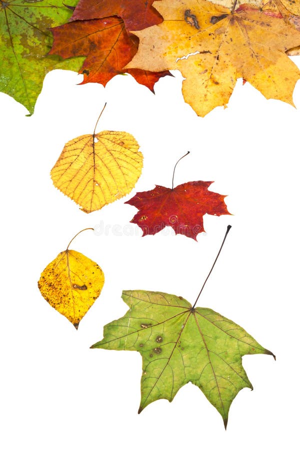 Set of Different Autumn Leaves Isolated Stock Image - Image of leaf ...