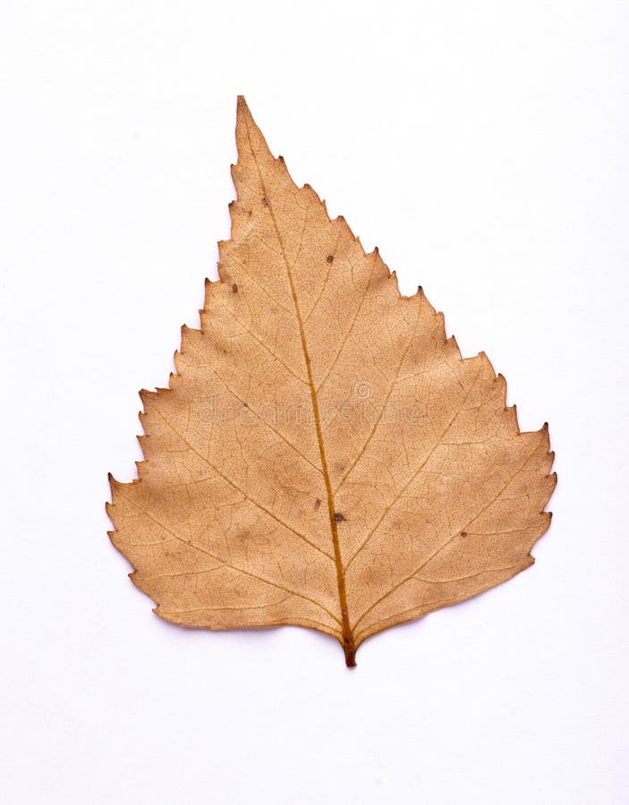 Dried birch leaf stock images