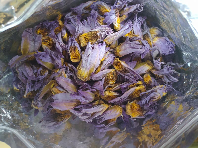 Dried Blue Lotus Flower & X28;Nhympaea Caerulea& X29; Stock Photo