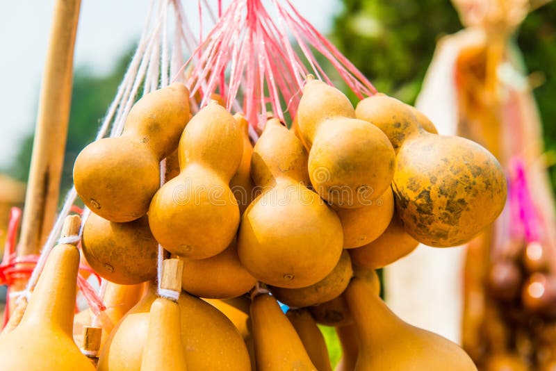 Dried Bottle Gourd are Hanging Stock Photo Image of health, amulet