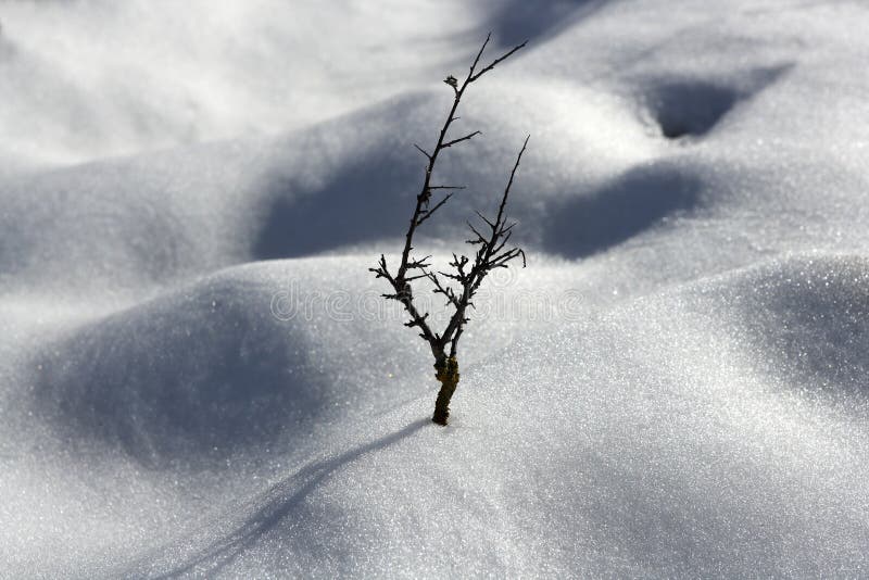 Dried branch lonely tree snow dunes desert