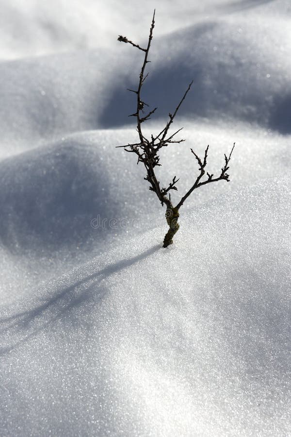 Dried branch lonely tree snow dunes desert