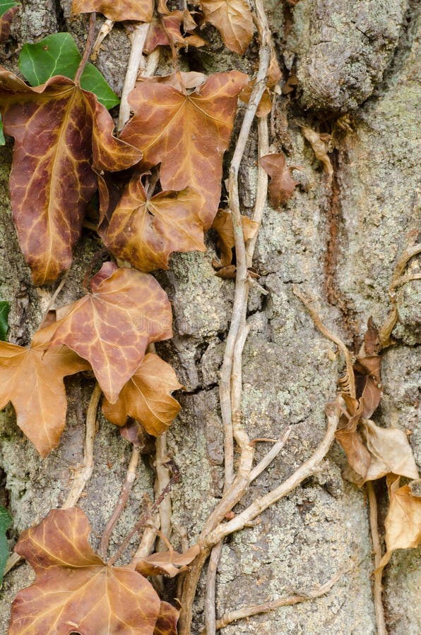 Dried brown ivy stock image. Image of pattern, foliage 59306517