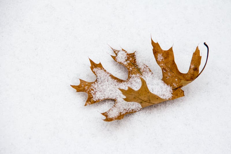 Dried oak leaf stock image. Image of background, autumn - 21774697