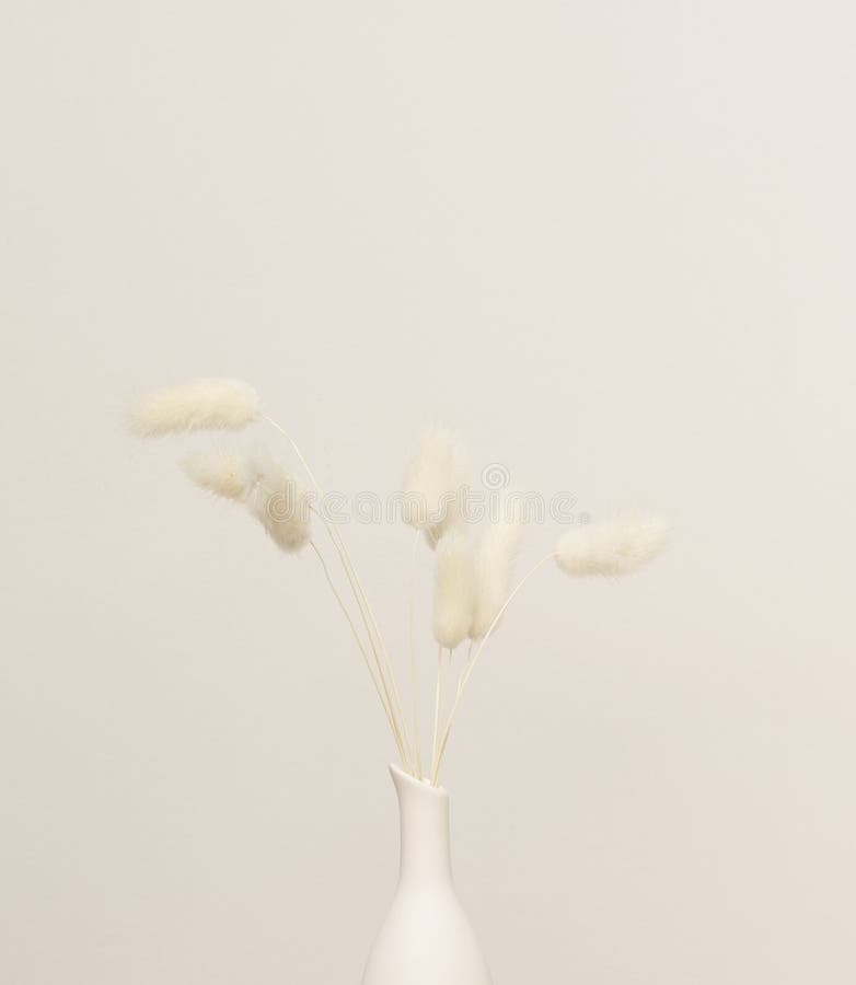 Dried Bunny Tail Grass in Vase on Sunset. Shadows on the Wall Stock