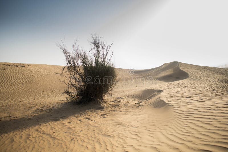 A Dried Bush Of Flowers With Boxes Of Seeds Stock Photo Image of
