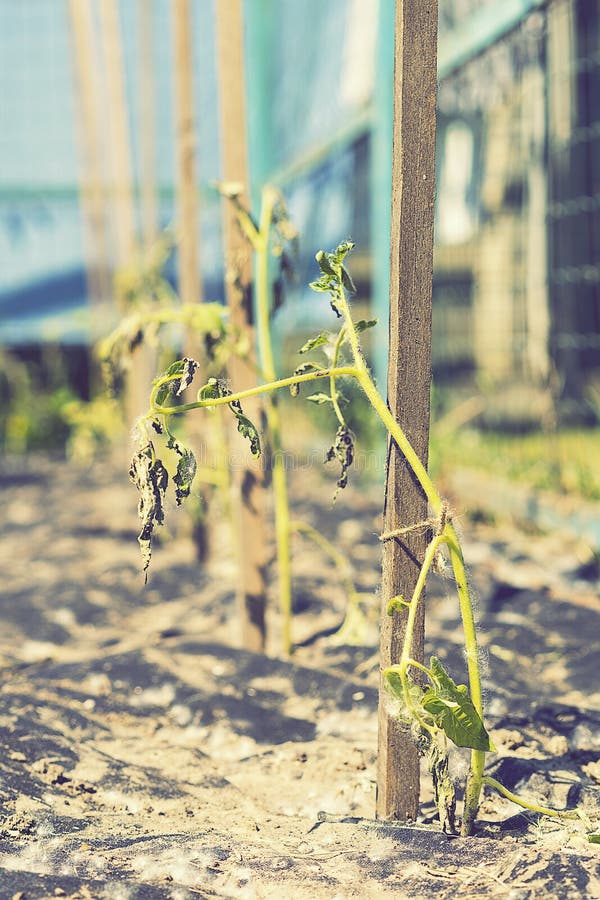 Dry plants from drought in the garden. The dried bush of a tomato