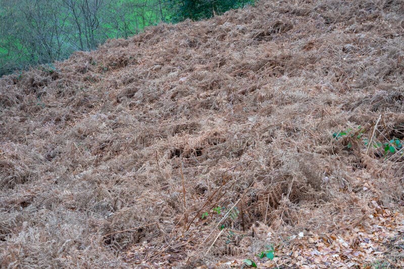 Dried Bushes on the Ground Field of Old Grass and Weeds Stock Image Dried Bushes on the Ground Field of Old Grass and Weeds Stock Image