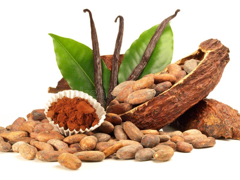 Dried cacao seeds stock image. Image of cocoa, seeds 120472605