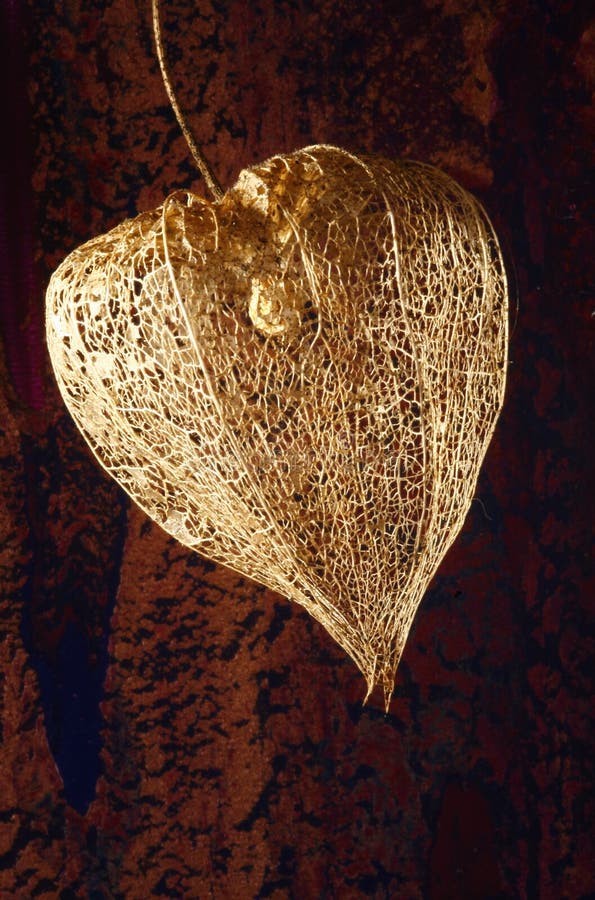 Dried Chinese Lantern Fruit Stock Image Image of chinese, asian 4038279