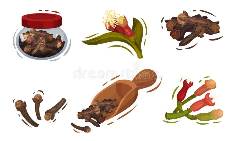 Dried Clove and Blossomed Flower Buds Vector Set