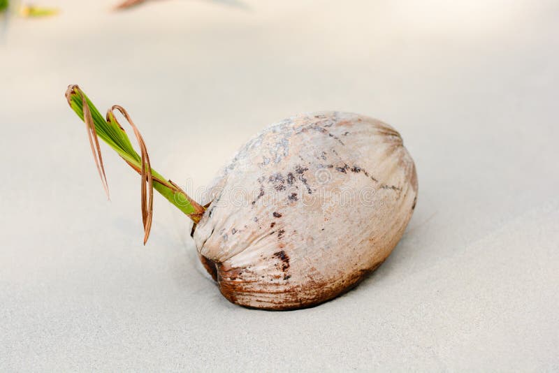 Dried Coconut Seed On The Beach Stock Photo Image of palm, white