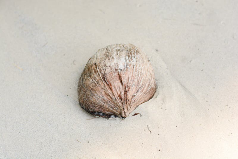 Dried Coconut, on the Beach Stock Photo Image of coast, close 94543028