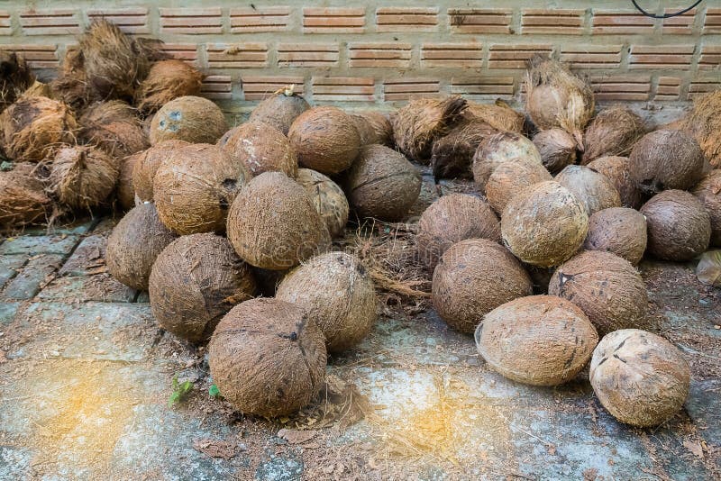 Dried coconut peel stock image. Image of ripe, dried 103477537