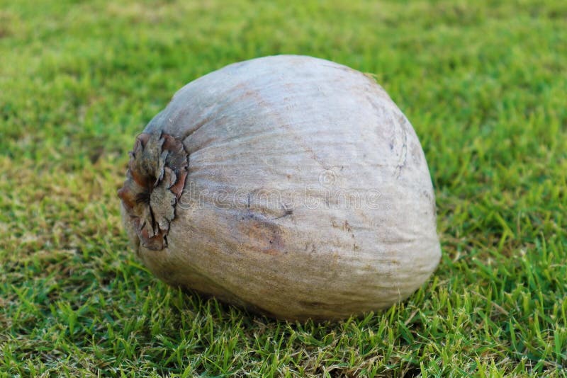 362 Fresh Dried Coconut Tree Stock Photos Free & RoyaltyFree Stock