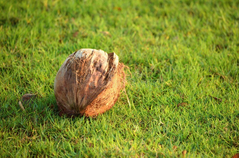 Dried Coconut on a Green Grass Stock Photo Image of asian, field
